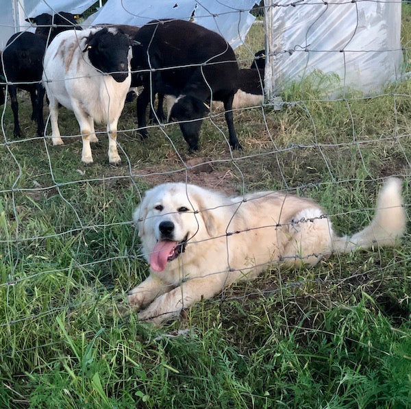 Pet Products Bear Creek Trading Co.