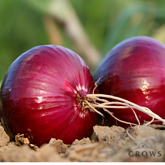 Onions, Dry