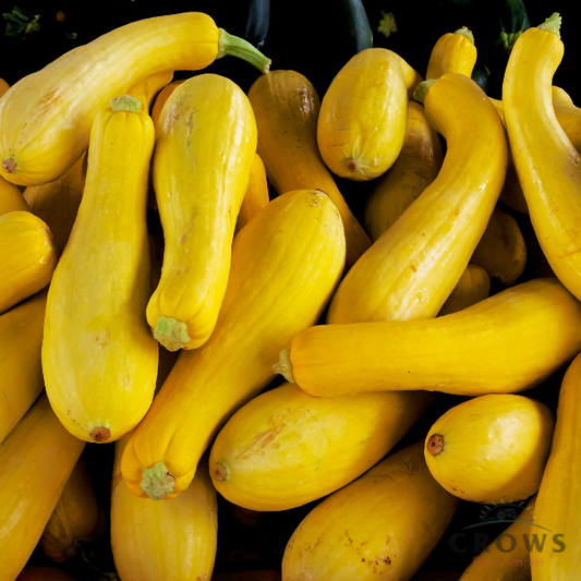 Summer Squash