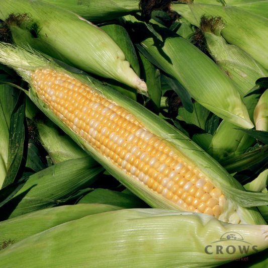 Sweet Corn