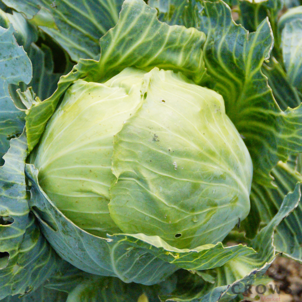 Cabbage