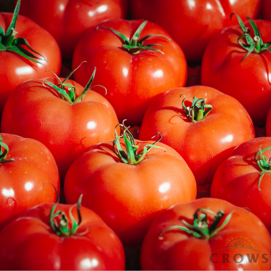 Tomatoes, Slicing